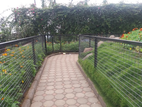 I went to Farm House Susu Lembang which is located in Bandung, West Java around a week ago. Those pi