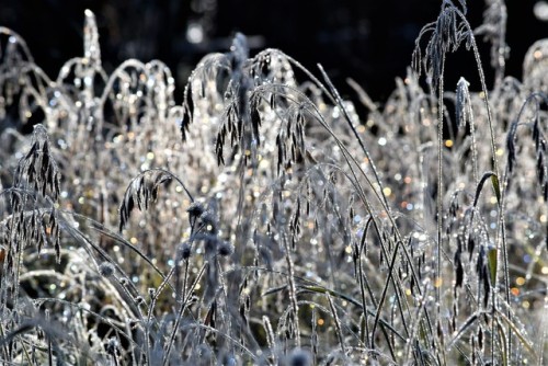 clumsum-q:Heavy with frost, and covered with natures jewels