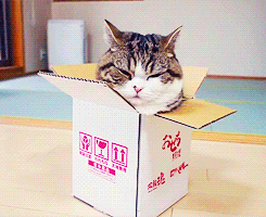 piglet-lifts:  -everdeen:  A box and Maru [x]  I need a Scottish fold in my life. They are so derpy and cute.Kay I’ll stop spamming you all now.