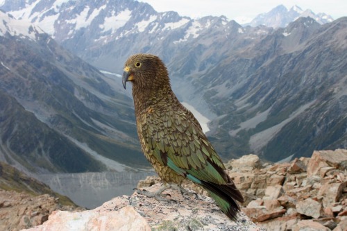 tharook: featheredvelociraptor: zsl-edge-of-existence: The kea is the only alpine parrot on the plan