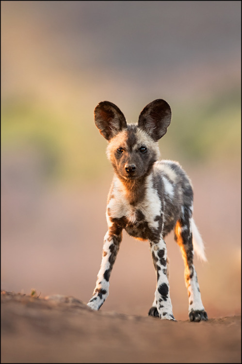 beautiful-wildlife:
“I can hear you by © Georg Scharf
”