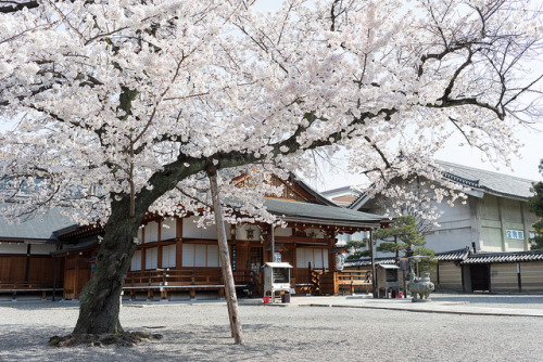 東寺 by GenJapan1986 on Flickr.