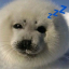 sealygoofy