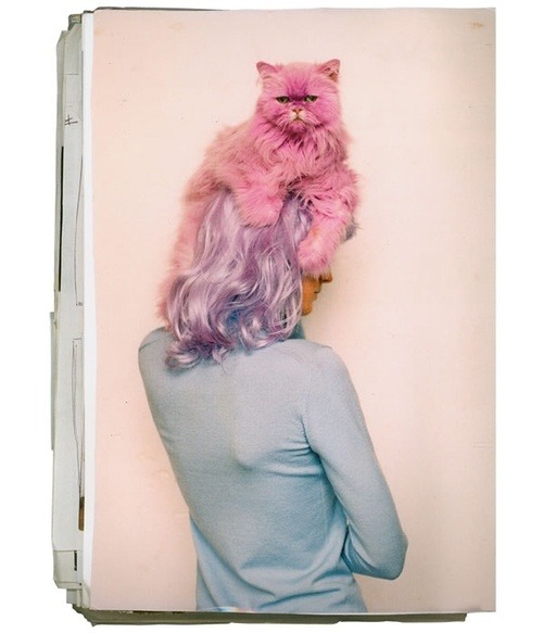 glamour: Pink cat, lilac hair via Viciously Cyd *Dressed