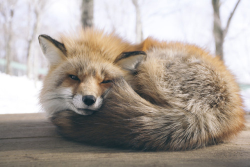 everythingfox:The fluffiest pillow on Earth