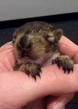 the-personal-quotes:  feeling sad? look at this baby animal blog!