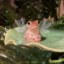 cottagecorefroggyfairy
