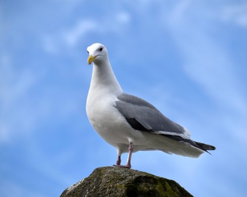 I’ve actually photographed seagulls before, but I couldn’t resist. I think they’re funny. But not as