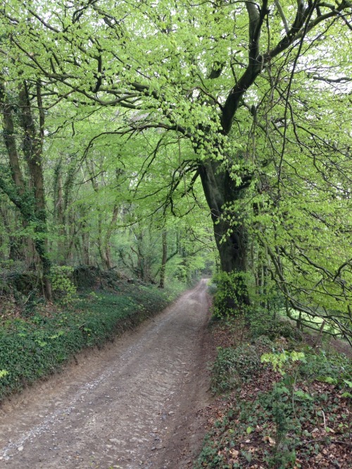 captain1aardvark: Spring woodland walk.