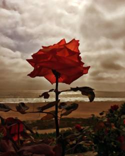 at Manhattan Beach Strand