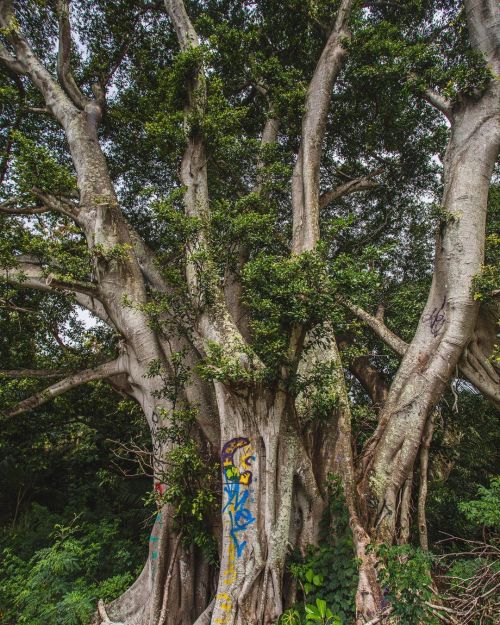 Our trees! #tree #trees #art #arts #artfans #artist #waimea #waimeavalley (at Oahu, Hawaii) 