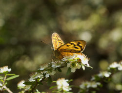 outdoormagic:  Butterfly by Anna Calvert