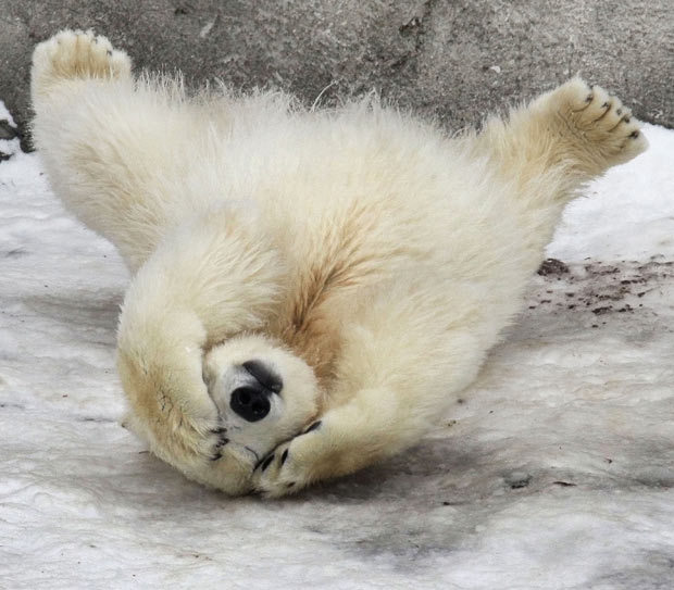 thebearyvest:  I want to say congratulations to all of my friends who passed their