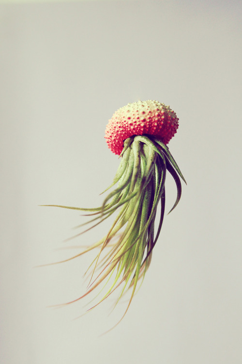steampunktendencies:    Air Plant Jellyfish by PetitBeast