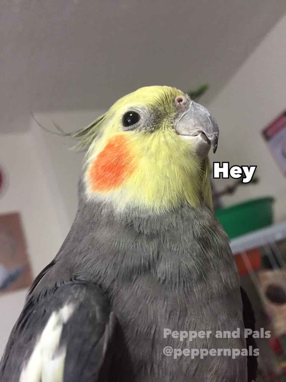 pepperandpals:    Reminder  