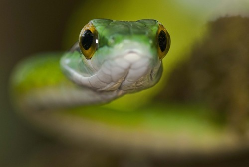 iguanamouth:  bakuryuuha:  THE FACT THAT THERE’S PEOPLE WHO ARE AFRAID OF SNAKES