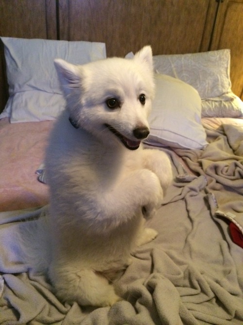 wolfpuke:  My dog sometimes refuses to get off the bed.. So he sits up and stares me down.. 