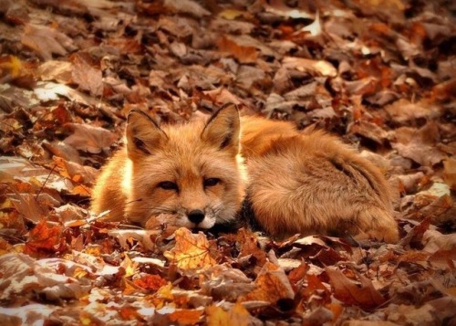 everythingfox: Autumn fox Taken from /r/foxes