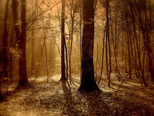 forest light - ( explored ) by mujepa on Flickr.