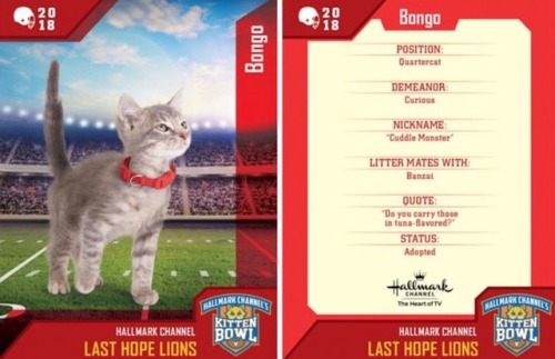 analgesicsleep: Hallmark Channel presents: KITTEN BOWL V, FEBRUARY 4, 2018 Team: Last Hope Lions Mem