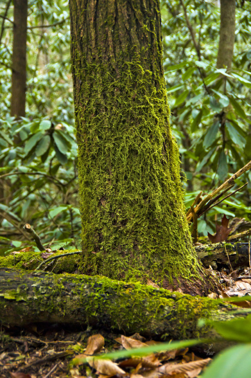 frolicingintheforest:Jungle ♥Help me save this wilderness!Learn more about this forest, and m