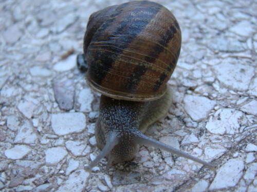 Los caracoles también hacen caca. Estaba super caluroso, pero el bicho se mantenía re frío.