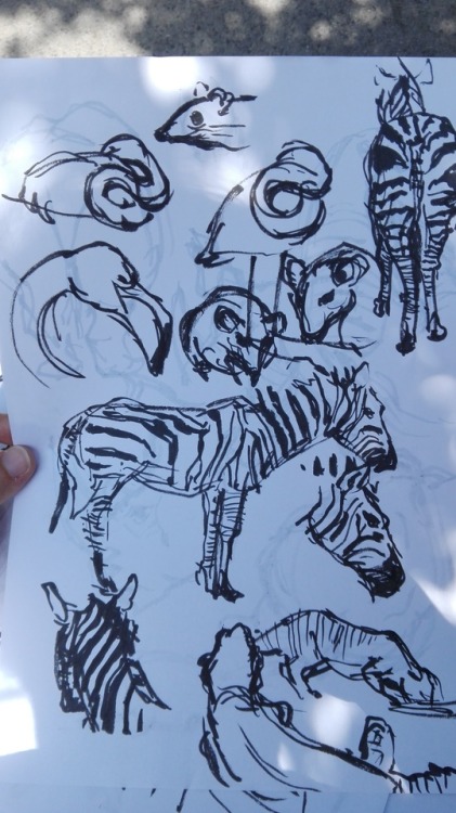 We went to the zoo to draw some animals, it was an interesting event :D I drew 12 pages but sadly co