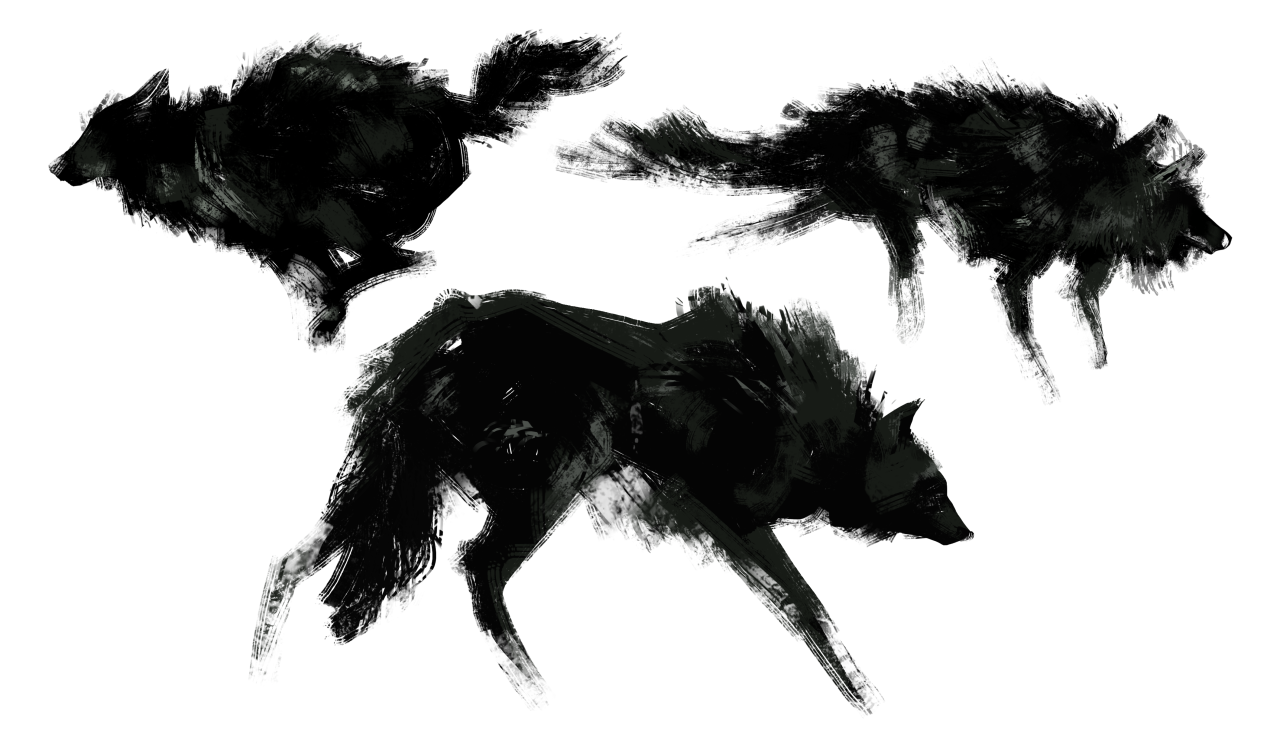 wild dogs / wolf study