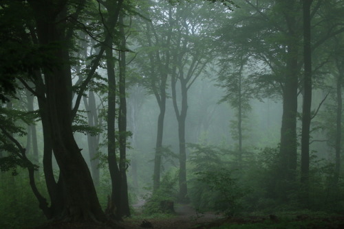 A foggy day at the local forest by 90377Instagram | Etsy Shop