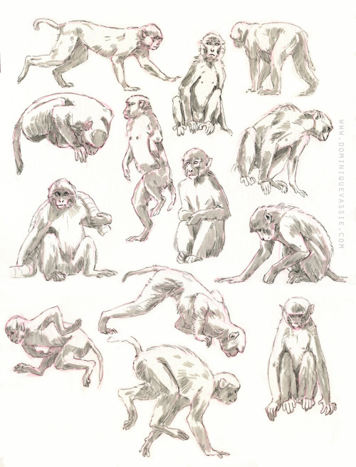 Rhesus macaque studies done from the new BBC Primates series.