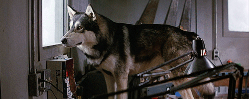 foxyfoxy:The Thing (1982) dir. John Carpenter