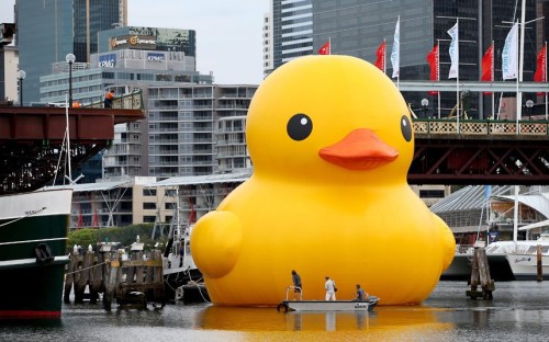 Sex letsbuildahome-fr:  Giant rubber duck thrills pictures