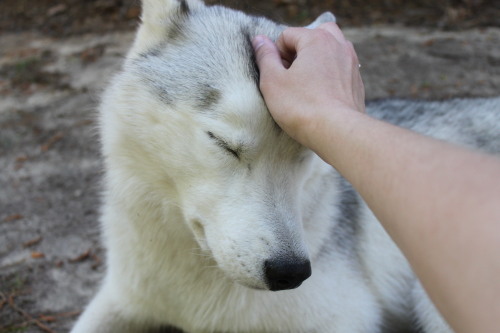 southernsnowdogs:Ear scratches