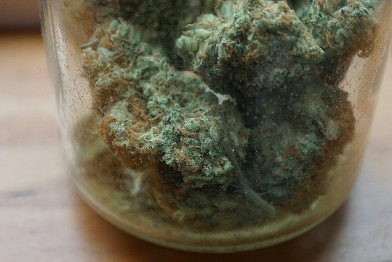 mice-teeth:  jar of danks 💣 
