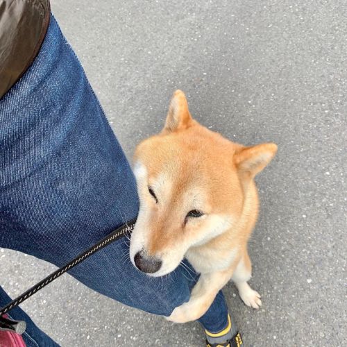 shibainu-komugi: 大好き #いくつになっても甘えん坊 #dog #doge #shiba #shibe #shibainu #shibastagram #komugi #柴犬 #赤柴 