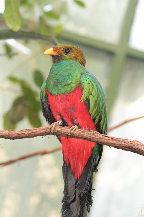 astronomy-to-zoology - Golden-headed Quetzal (Pharomachrus...