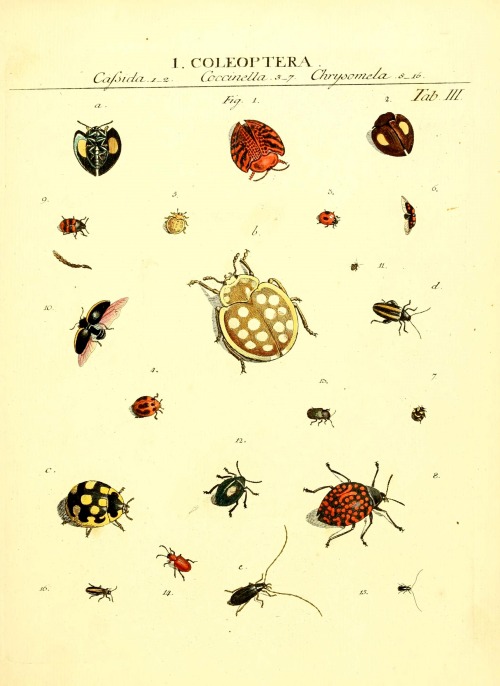 wapiti3:  The types of insects Linnaei and Fabrice icons, illustrated / by John James Roemer. on Flickr. Publication info Vitoduri Helvetorum :Prostat apud Henric. Steiner et Socios,MDCCLXXXIX [1789] BHL Collections: Smithsonian Libraries 