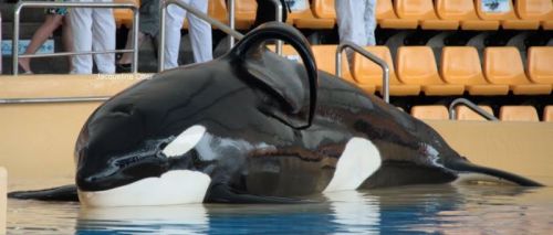 Gender: MalePod: N/APlace of Capture: Born at SeaWorld of FloridaDate of Capture: Born June 17, 1995