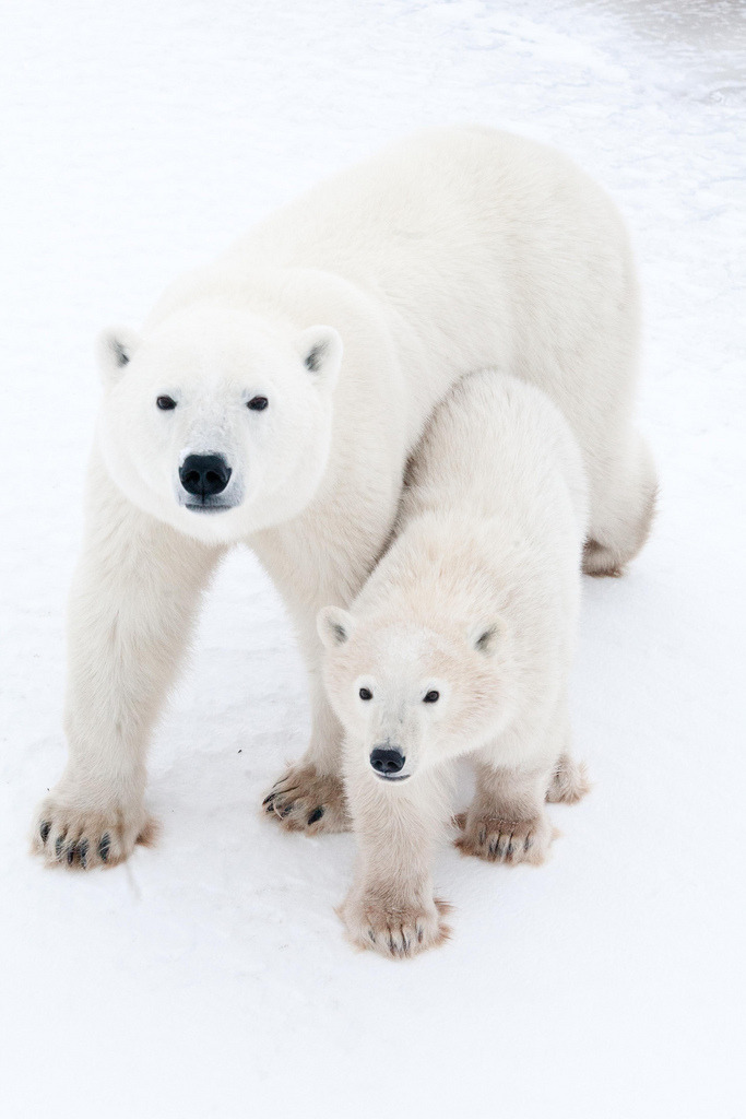 polarbearsnorth:  Curiosity by Missy Snow Kitten  