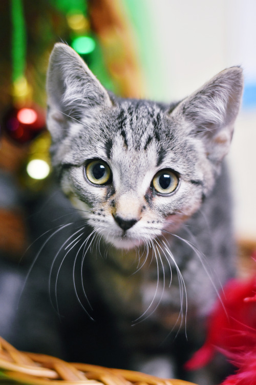 Cider is available for adoption at the Henrico Humane Society! 