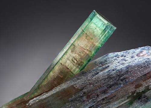 geologypage:Elbaite (Tourmaline) with Muscovite#Geology #GeologyPage #minerals #Brazil Dimensions: 4