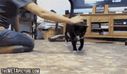 awwww-cute:  This Cat’s Only Weakness (Source: