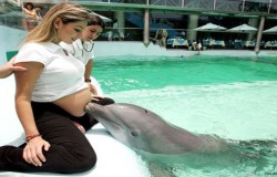 sixpenceee:  The Dolphin TherapyIn Peru and a few other places, it is still believed that if a pregnant woman is touched by a dolphin, the fetus’s neuronal development will be dramatically improved. This dolphin “therapy” is widely suggested in