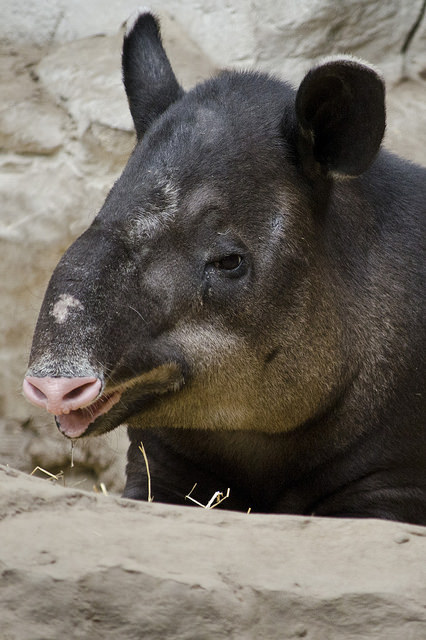 fyanimaldiversity:  Piebalding in Baird’s Tapir (Tapirus bairdii)Your typical Baird’s tapir with normal light throat and lip markings on a dark background. Piebaldism in this species seems to present itself mostly around the face. [x]This one has