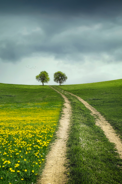 axility:  Tree in the early spring | Photographer | AXLT