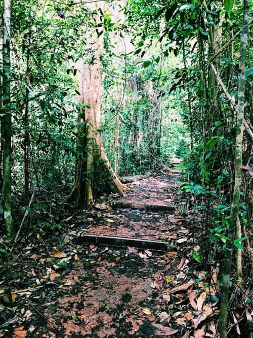 irungracepace:Magical rainforest ✨