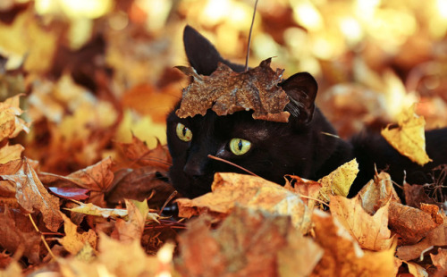 lordganondorfdragmire:I am beyond ready for Autumn!I’m the cat.