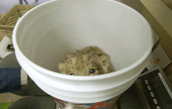 thebabyanimals:  beautiful blog full of baby animals!