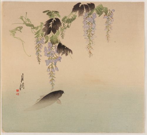 Carp and WisteriaOgata Gekkō 尾形月耕 (Japanese; 1859–1920)Woodblock printearly 20th century (Meij