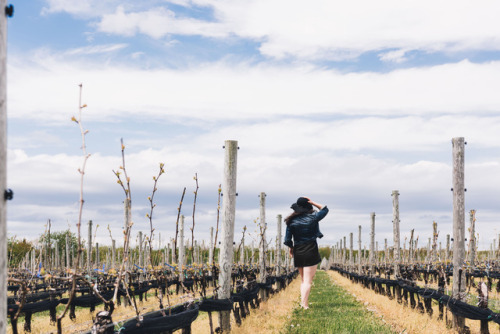 Last weekend’s winery tours in Long Island ( + the best horses ever).© Katelyn Perry 